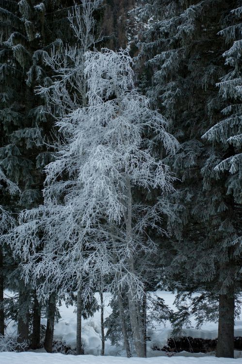 snow, winter, hoarfrost, pine, frost