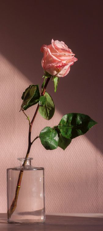 Rosa, La Estética, Pastel, Pétalo, Híbrido de té de Rosa. Wallpaper in 1080x2400 Resolution