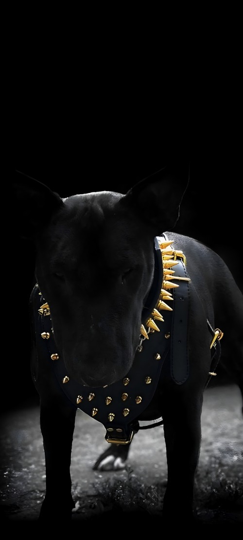 Image black, dog like mammal, dog, bull terrier, darkness