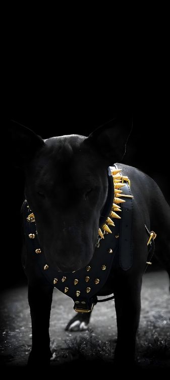 black, dog like mammal, dog, bull terrier, darkness