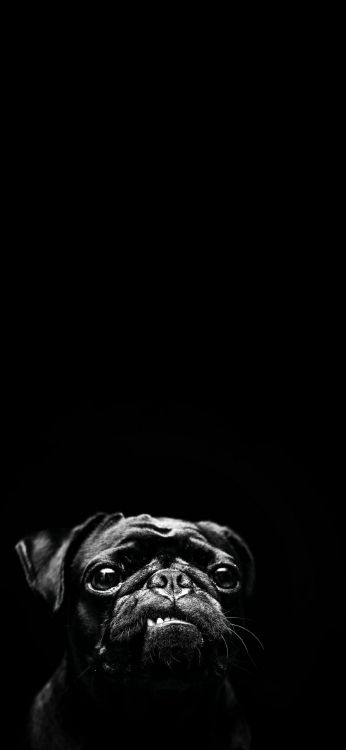Pug, en Blanco y Negro, el Malamute de Alaska, Canidae, Carnívoro. Wallpaper in 1080x2340 Resolution
