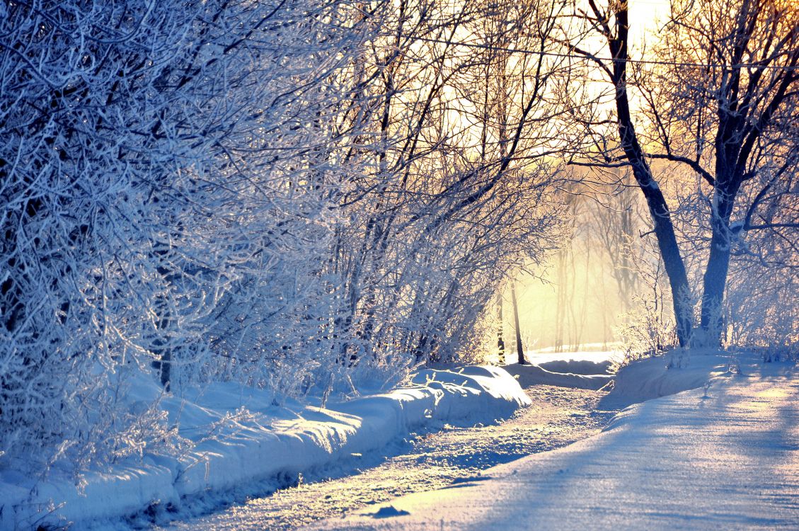 snow covered trees during daytime