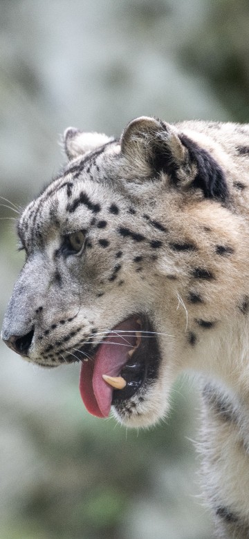 Image white and black leopard on gray rock