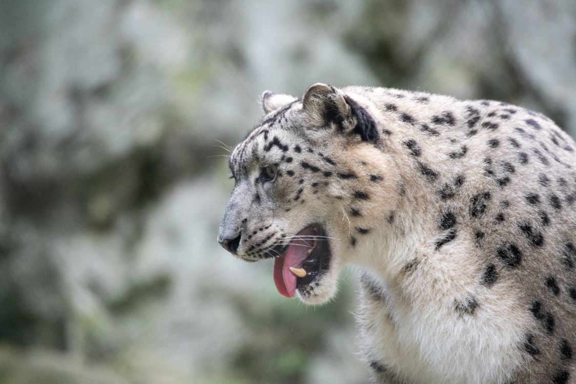 猫科, 雪豹, 捷豹, 猎豹, 陆地动物 壁纸 8256x5504 允许