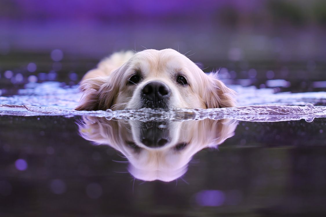Golden Retriever Mit Wasserspritzer. Wallpaper in 1920x1280 Resolution