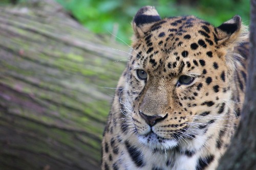 Image brown and black leopard on brown tree