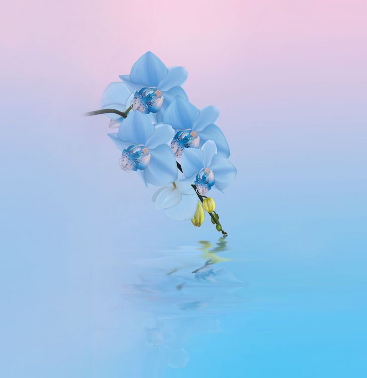 Huawei, Huawei Honor 10, Xiaomi Blume, Blumenmuster, Blau. Wallpaper in 2160x2220 Resolution