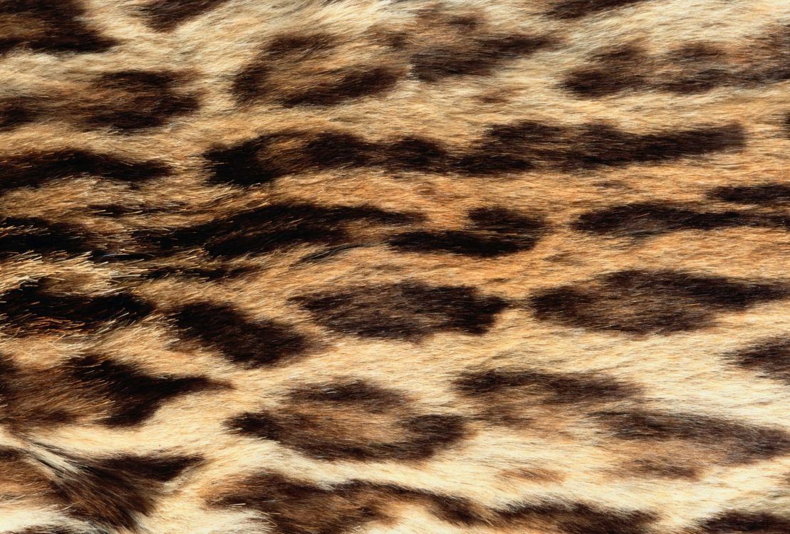 black and white leopard textile