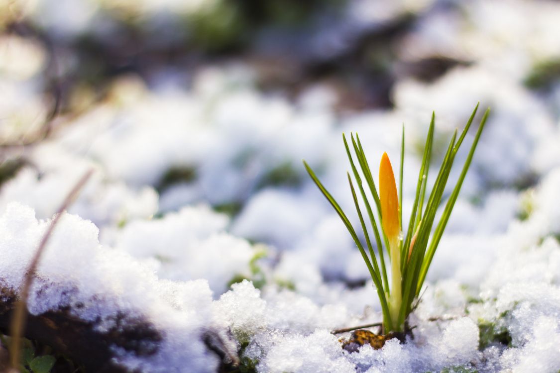 Invierno, Nieve, Crocus, Sucursal, Paisaje Natural. Wallpaper in 5120x3413 Resolution