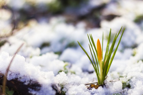 Image winter, snow, crocus, flower, plant