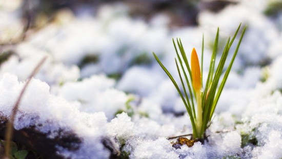 Image winter, snow, crocus, flower, plant