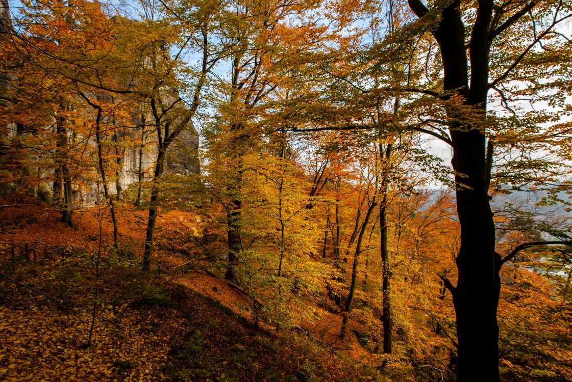 brown trees on brown field during daytime