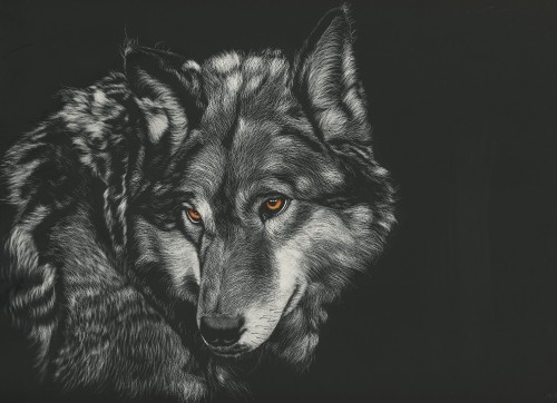 Image black and white wolf illustration