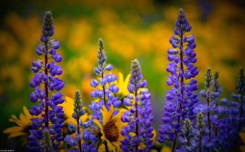 Image yellow and purple flower in tilt shift lens