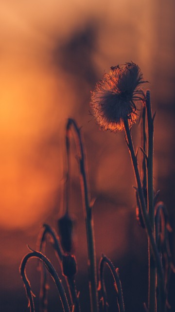 Image white dandelion in close up photography
