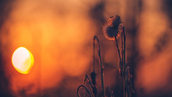 Image white dandelion in close up photography