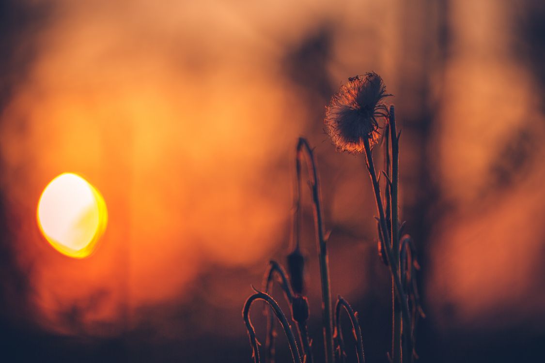 white dandelion in close up photography