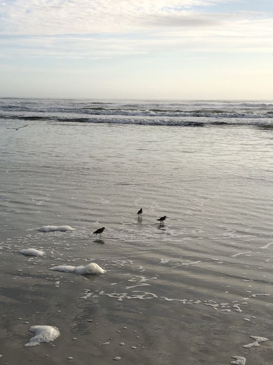 sea, Mudflat, water, seabird, tide