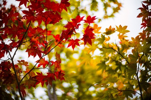 Image red and yellow maple leaves