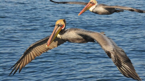 Image pelican on body of water during daytime