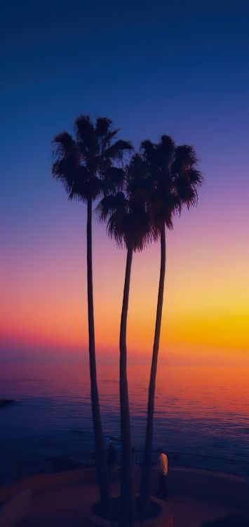 Palmera, Fecha de la Palma, Agua, Ambiente, Naturaleza. Wallpaper in 1421x3000 Resolution