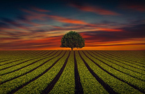 Image green tree on green grass field during sunset