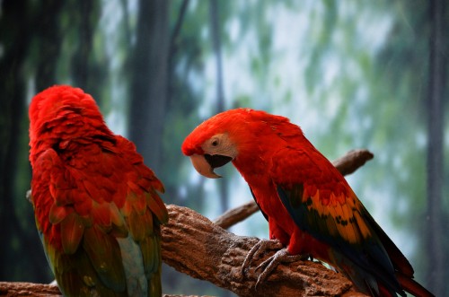 Image red and yellow bird on brown tree branch