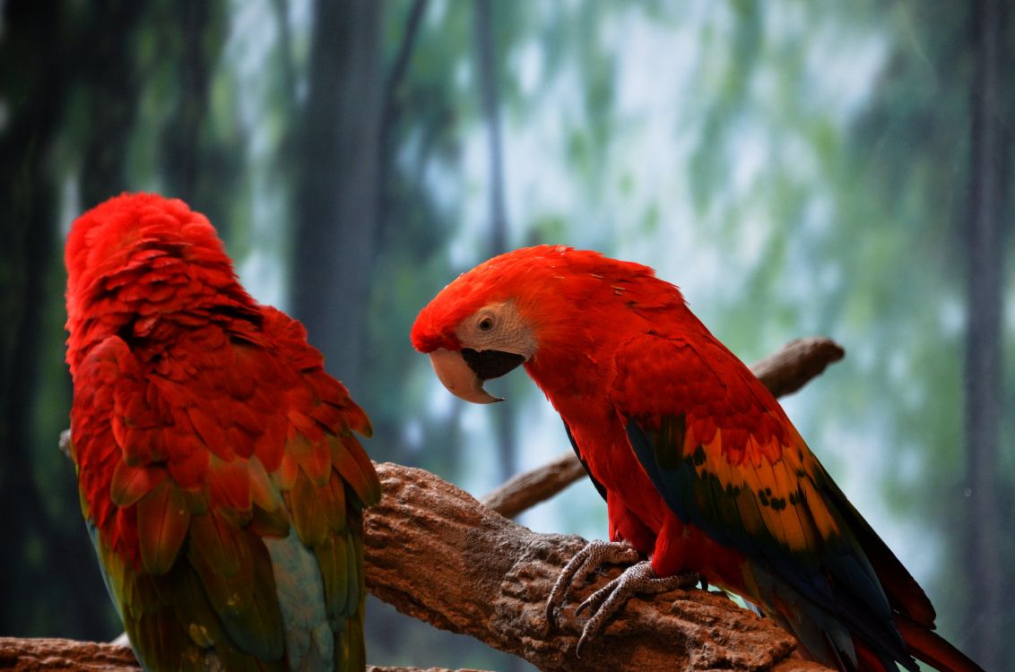 red and yellow bird on brown tree branch