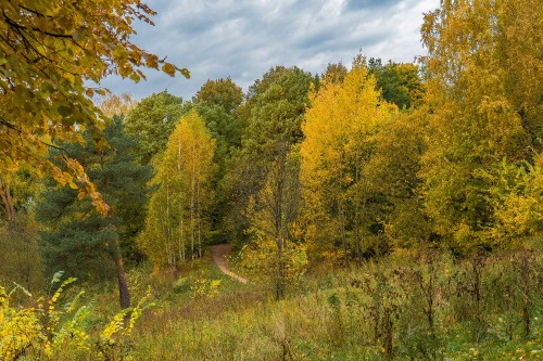 Image green and yellow trees under white clouds and blue sky during daytime