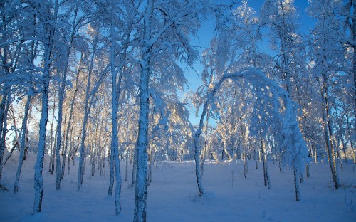 Image brown trees on snow covered ground during daytime