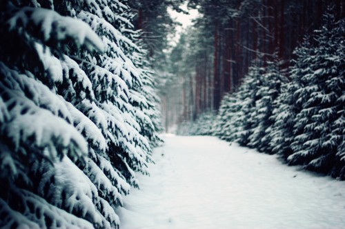 Image snow covered trees during daytime