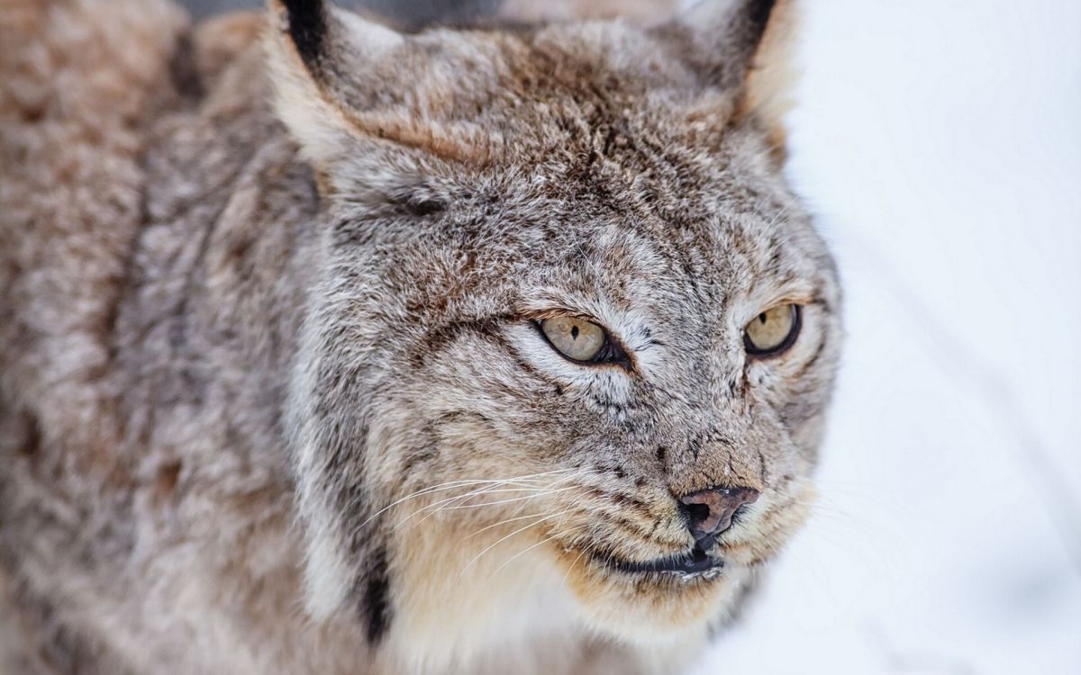 Chat Brun et Noir en Photographie Rapprochée. Wallpaper in 1920x1200 Resolution