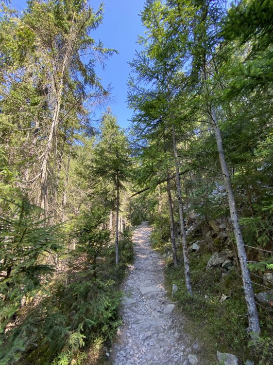 Chemin, Environnement Naturel, Forêt, Sentier, la Réserve Naturelle De. Wallpaper in 1536x2048 Resolution