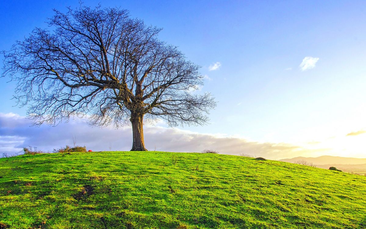 Kahlen Baum Auf Der Grünen Wiese Tagsüber. Wallpaper in 2560x1600 Resolution
