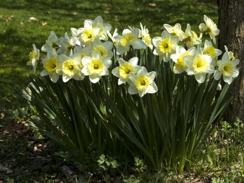 Image white and yellow daffodils in bloom during daytime