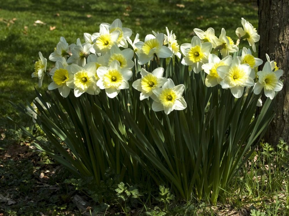 white and yellow daffodils in bloom during daytime