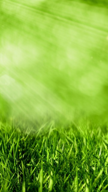 Image water droplets on green grass during daytime