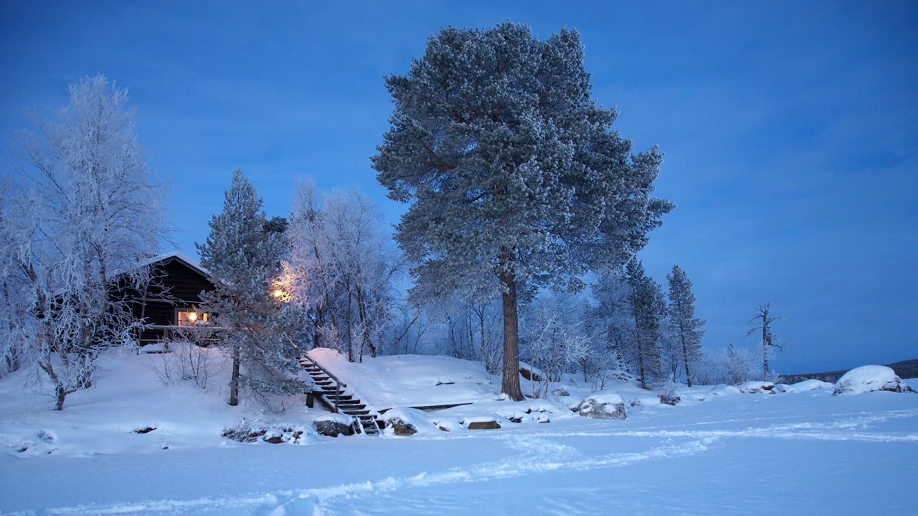 Árboles Cubiertos de Nieve Durante el Día. Wallpaper in 2560x1440 Resolution