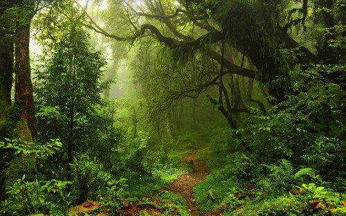 Image green trees on brown soil