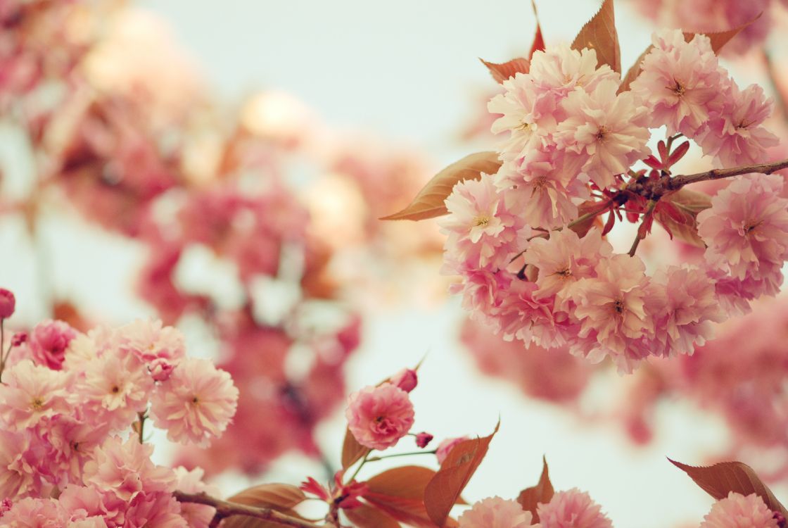 粉红色, 开花, 弹簧, 樱花, 梅梅 壁纸 3872x2592 允许
