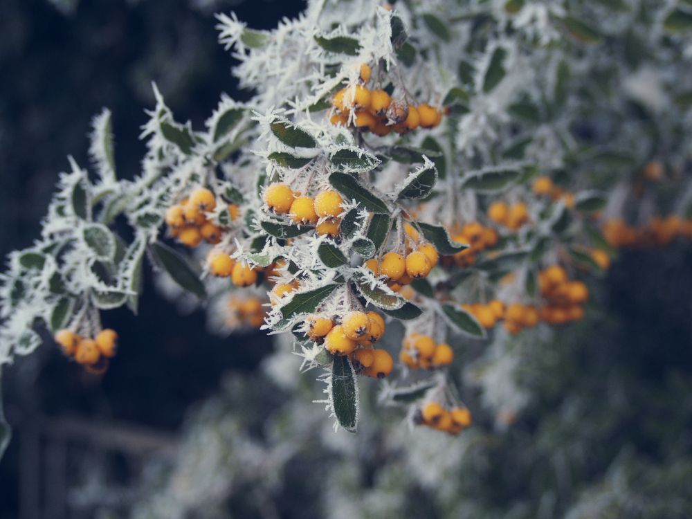 冻结, 弹簧, 野花, 菌群 壁纸 4608x3456 允许