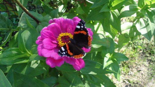 Image black orange and white butterfly on pink flower