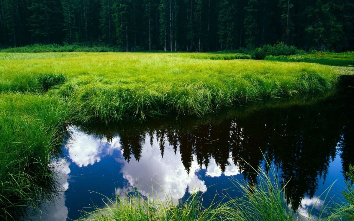 green grass field near lake during daytime