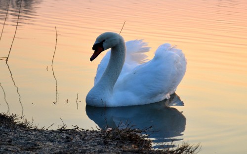 Image white swan on brown grass near body of water during daytime