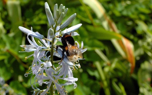 Image black and brown bee on white and purple flower