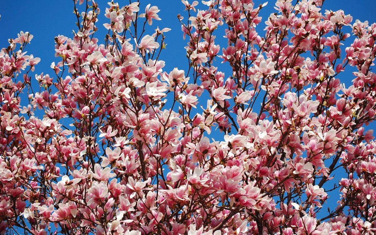 Árbol de Flor de Cerezo Rosa y Blanco. Wallpaper in 2560x1600 Resolution