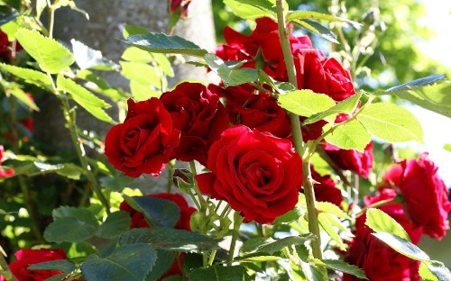 Image red roses in close up photography