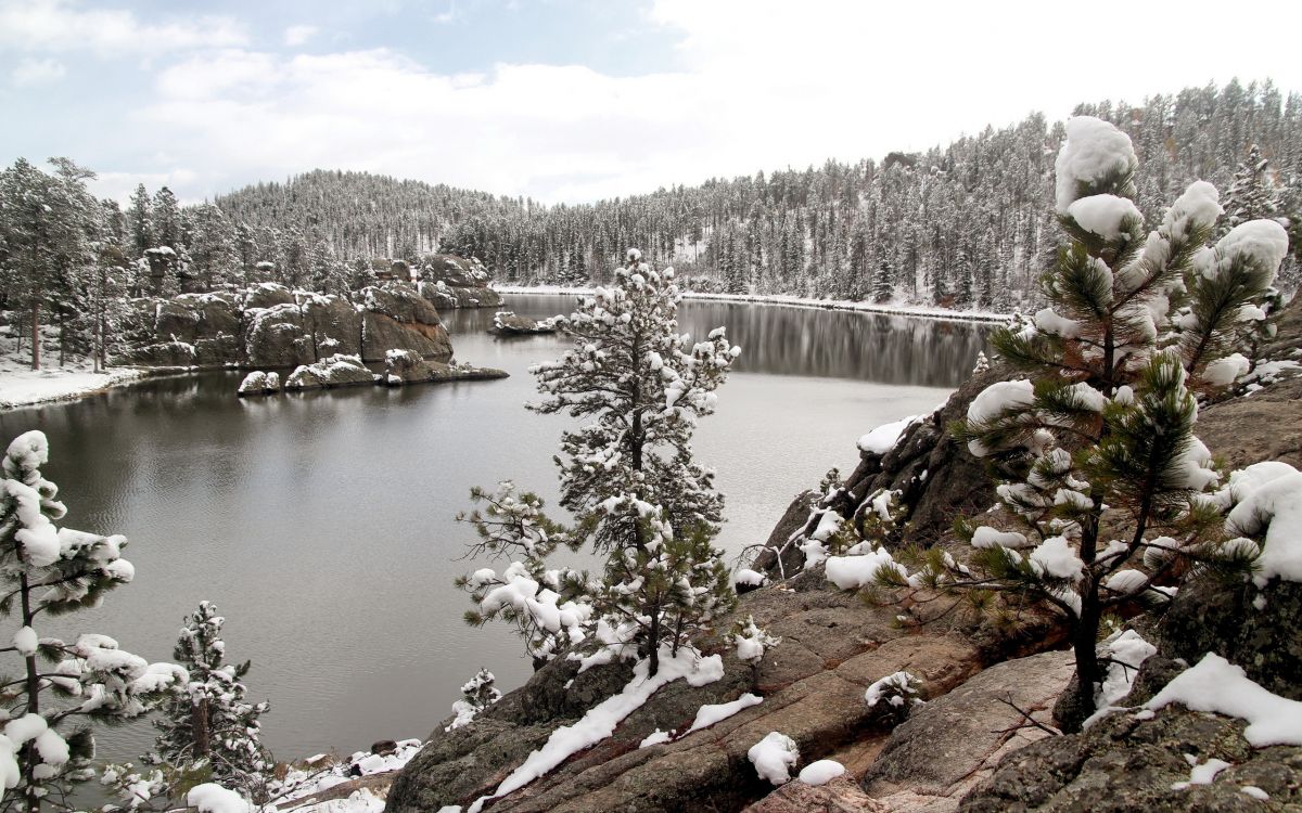 snow covered trees near lake during daytime