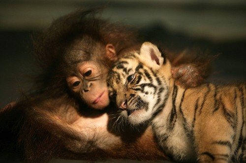 Image brown and black tiger cub