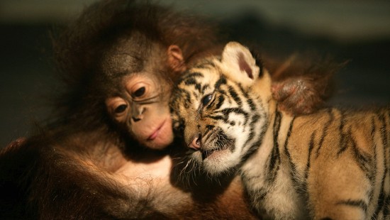 Image brown and black tiger cub
